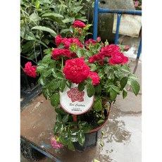 玫瑰 /Red Captain/ 盆栽植物, 1個