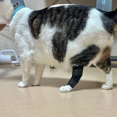 슬개골 탈구 중형 강아지 보호대 슬개골탈구보호대 강아지쓸개골보호대, 없음