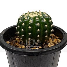 단자작약환 유벨마니아 구형 선인장 식물키우기 공기정화 인테리어