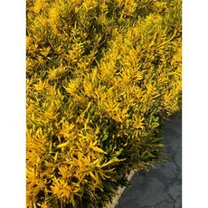 花花世界 圍籬植物 金鑽變葉木苗 3吋(一組10棵) 高約20-30公分, 一組10棵
