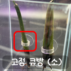 고정 큐방 (소), 1개