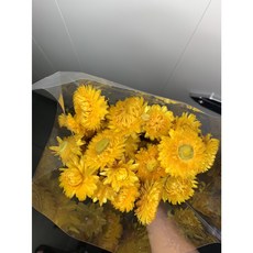 荷蘭進口麥桿菊乾燥花原裝把，五色可選，DIY花材乾燥花藝設計首選, 黃