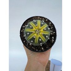 투구선인장 지름 5~6cm정도 아프리카식물 반려식물 디와이팜, 1개, .