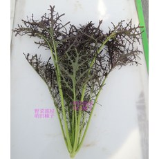 野菜部屋 H31 鳳爪紅羽衣芥菜種子 植株直立美觀 獨特芥菜風味, 1包