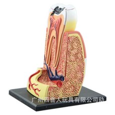 인체 치아 어금니 구조 모형 해부학 치과 병원 교육
