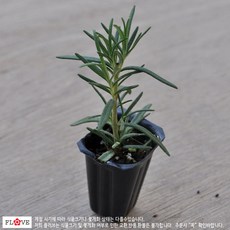 트레이(로즈마리모종), 1개