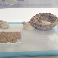 10장 대형 앵무새 패드 앵무새 미니메추리 병아리 바닥재 애완조 새장 육추기