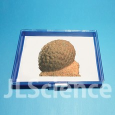 (초등4학년1학기)솔방울 화석 모형(보관케이스 포함) (KSIC-10178)