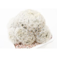 비숑선인장 백성군생 중대품 동일품-260206 코덱스 아프리카식물 멸종위기 희귀선인장