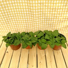 레몬밤 레몬향 식용허브 3+1, 1개