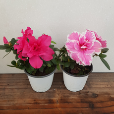 [용이네 화원] 철쭉 아제리아 미션 모나리자 [2개묶음 1+1 무료배송] 10cm 화분 119, 2개, 랜덤