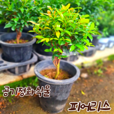 [아트플라워] 피어리스 외목대 월동식물 인테리어나무, 1개, 피어리스(농장화분)