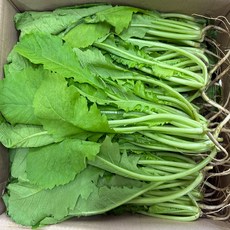 농부곳간 아삭하고 부드러운 열무김치 열무, 1박스, 열무 4kg