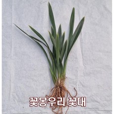 산천조 촉수4촉 / 꽃대2대 복륜있는 보세난 취미난 동양란전문 그린난농원, 1개