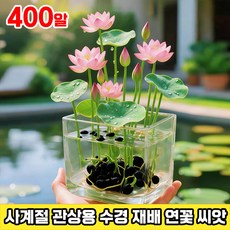 100/200 수련 연꽃 씨앗 관상용 수경 재배 연꽃 씨앗 미니수련 씨앗 수경재배 미니 그릇 행운 수반 연꽃 씨앗 사계절 꽃핀다 수경식물 실내식물, 400개