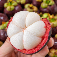 [3일간초특가] 100박스한정 프리미엄 열대과일 망고스틴, 1박스, 500g