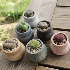 리톱스 축전선인장을 심은 긴항아리 미니화분, 축전선인장