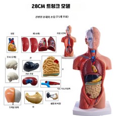 인체 해부 모형 해부학 장기 교육용 교육용 사람 전신 교구, 1개, 28cm 무성 본체