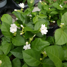 함박자스민 소품 흰꽃 향기나는 식물, 1개
