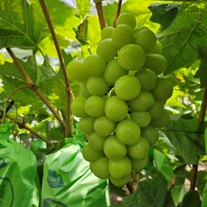 아삭달콤 고당도 샤인머스켓 포도, 1박스, 2kg내외(2-4수)