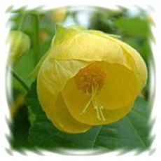 어린모종 아부틸론, 차이니스랜턴(옐로) : 8cm분, 1개