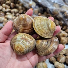 중국산 백합 1kg(20미 내외), 1개, 1kg