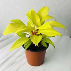 식집사팜 필로덴드론레몬라임 2개세트 소형 야광덴드롱 형광덴드롱 공기정화식물 수경재배 인테리어식물, 1개