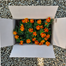 메리골드 무늬 15개세트 메리골드꽃 꽃모종 오래피는꽃 키우기쉬운꽃, 1개