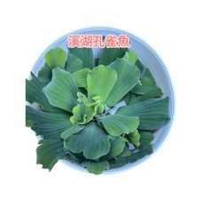 溪湖孔雀魚 水芙蓉 水生植物 (水上葉) 耐熱 漂浮水族 售分株, 4個