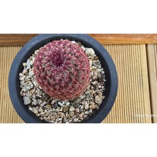 허니다육 선인장 자태양 보라색꽃 랜덤발송