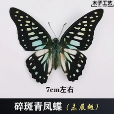 29 신중하게 선택된 나비 표본 실제 곤충 교육 날개 펼쳐지지 않은 홈 장식 여러 스타일, 04 I