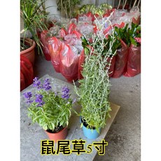 霏霏園藝 鼠尾草，5寸盆栽, 1個