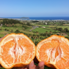 [선물세트급 프리미엄한라봉] 24시간특가 장인선별고당도한라봉 초특가할인, 1박스, 3kg