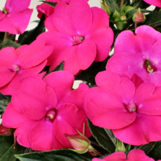 산파첸스 '로즈핑크' [1포트] (복남이네야생화 SunPatiens Rose Pink 서양봉선화), 1개