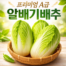 [산지직송] 국내산 속이꽉찬 알배기배추 쌈배추, 5개, 350g