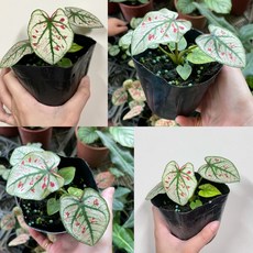 李樹苗 草莓之心彩葉芋3吋盆栽 (色彩鮮豔、易於照料、淨化空氣), 1個