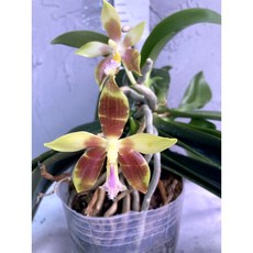 [루반정원] 원종호접Phal. tying shin Fly eagle, 1개