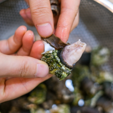 거제도 자연산 거북손 국내산 급냉 청정해역 고둥 따개비 산지직송 수산물 1kg, 1개