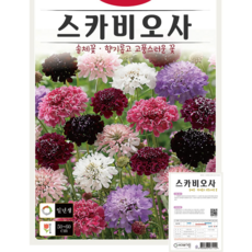 스카비오사 꽃씨(400립) 솔체꽃 향기롭고 고풍스러운 꽃 종묘 종자 씨 영웅 KS, 1개