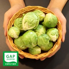 제주도 GAP인증 햇 방울양배추 미니양배추 특품, 1kg, 1개