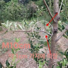 유인추 분재용 철사 개량형 M형 농자재 클립 고리 과수자재, 1개, m10cm50개