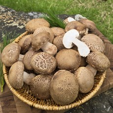 (산지직송)식감좋은 송화버섯 옥천 표고, 1박스, 1kg