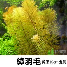 林作物 水草綠羽毛3株/份，新手級後景陰性水草，無需CO2，美化水族箱，提供魚兒健康環境, 1個