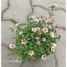 천상초 운간초 삭스프라가 봄꽃 꽃모종, 1개