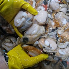 손질 키조개 횟감 키조개관자 샤브샤브, 1개, 1kg(15-20미 내외)