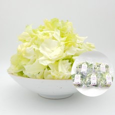 의령농산 건강채소 당일채소 당일제조 당일발송 양상추 컷 샐러드 1주 5일 구성 랜덤 추가증정 1팩, 양상추 컷 샐러드 80g 5팩  랜덤 추가증정 1팩, 1개