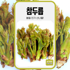 참두릅 씨앗 50립 가람원 종자 모종 작물 텃밭 씨 주말농장 약초 약재 두릅 나무 산나물, 1개