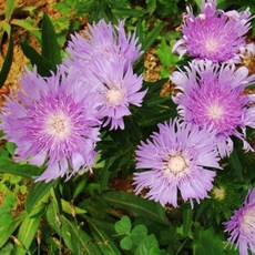 스토케시아 퍼플스타 [3포트 복남이네야생화 모종 국화 아스타 풍차국 stokesia], 3개
