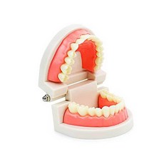 양치 모형 치아 이빨모형 교육용 치아모형양치교구, 본상품