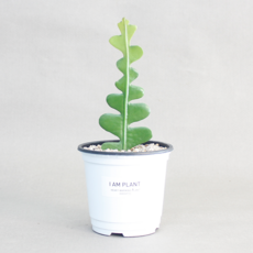 피쉬본 화이트포트 미니 다육이 선인장 다육 식물 키우기 플랜테리어, 1개, 분리포장